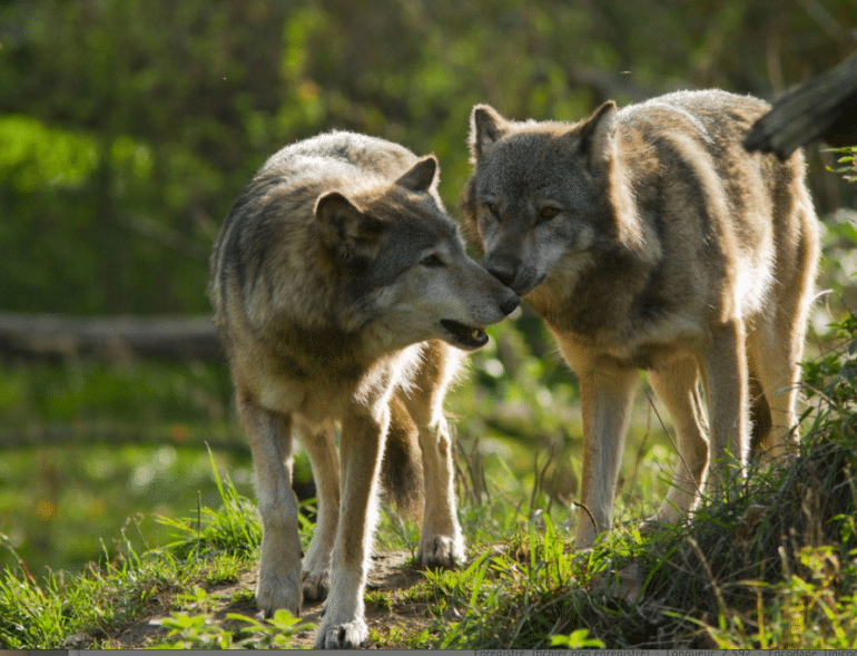 Programme Déco Bénévolat Parole De Loup Blog Voyage Cap