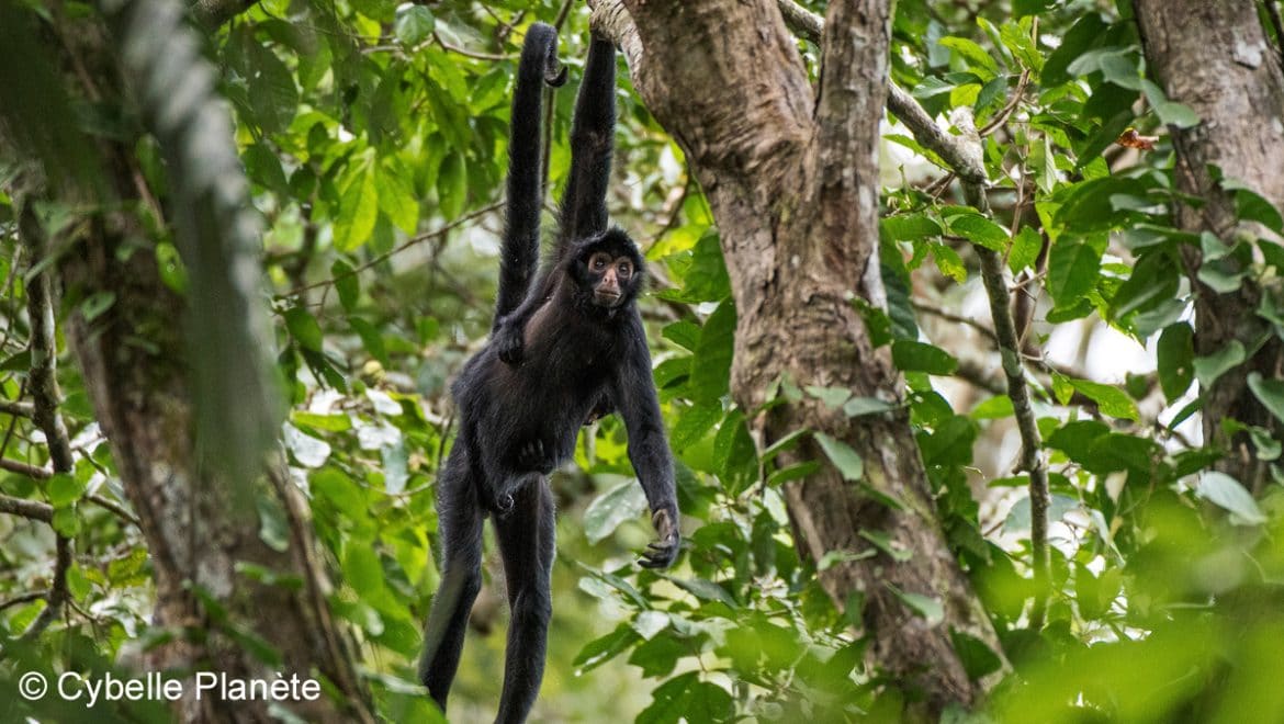 Ecovolontariat Au Pérou En Forêt Amazonienne Blog Voyage