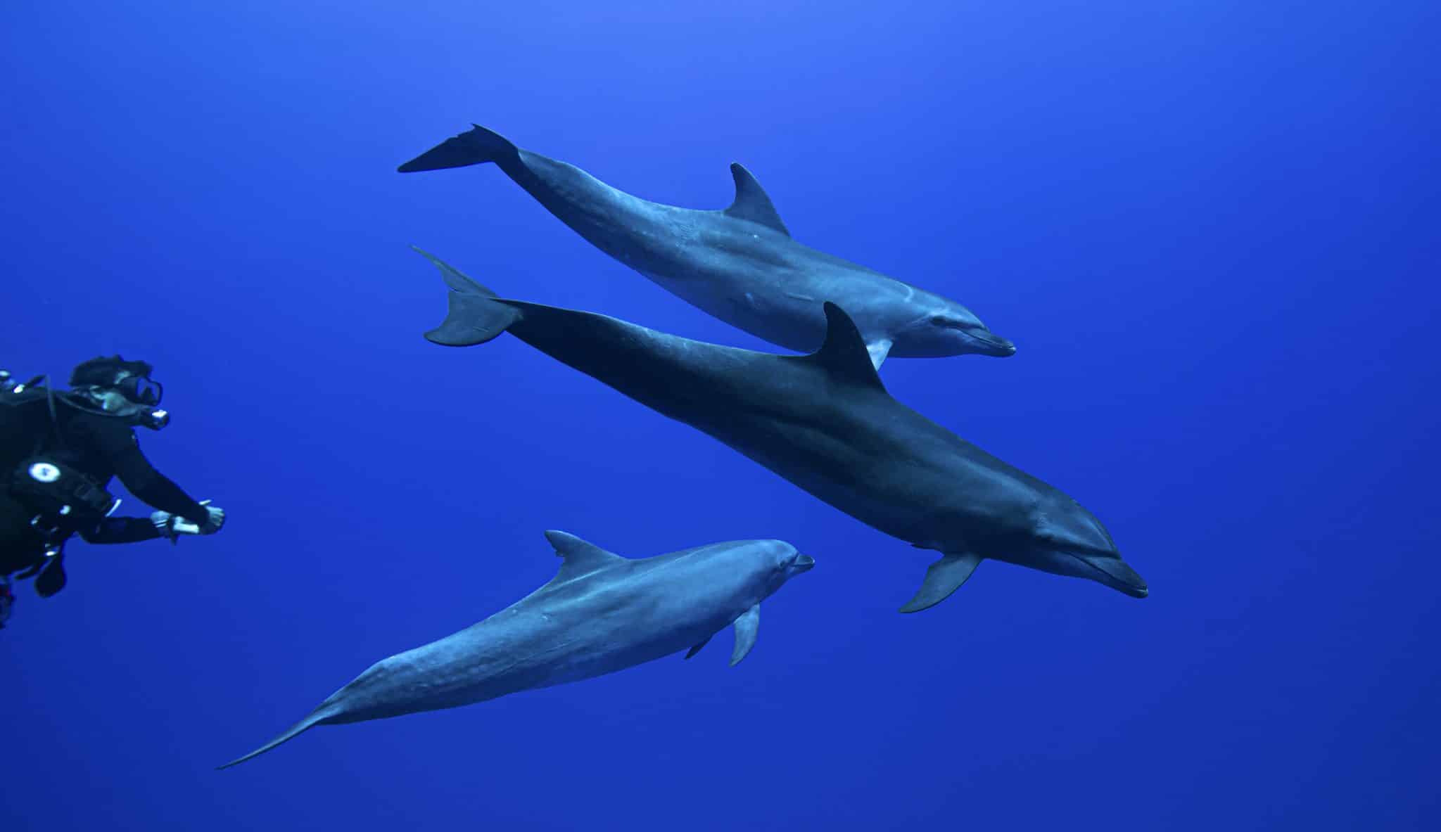Ecological monitoring of bottlenose dolphins in Polynesia