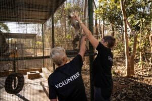 Feeding monkeys