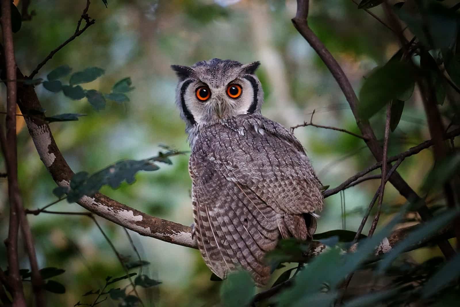 Chouette refuge Malawi