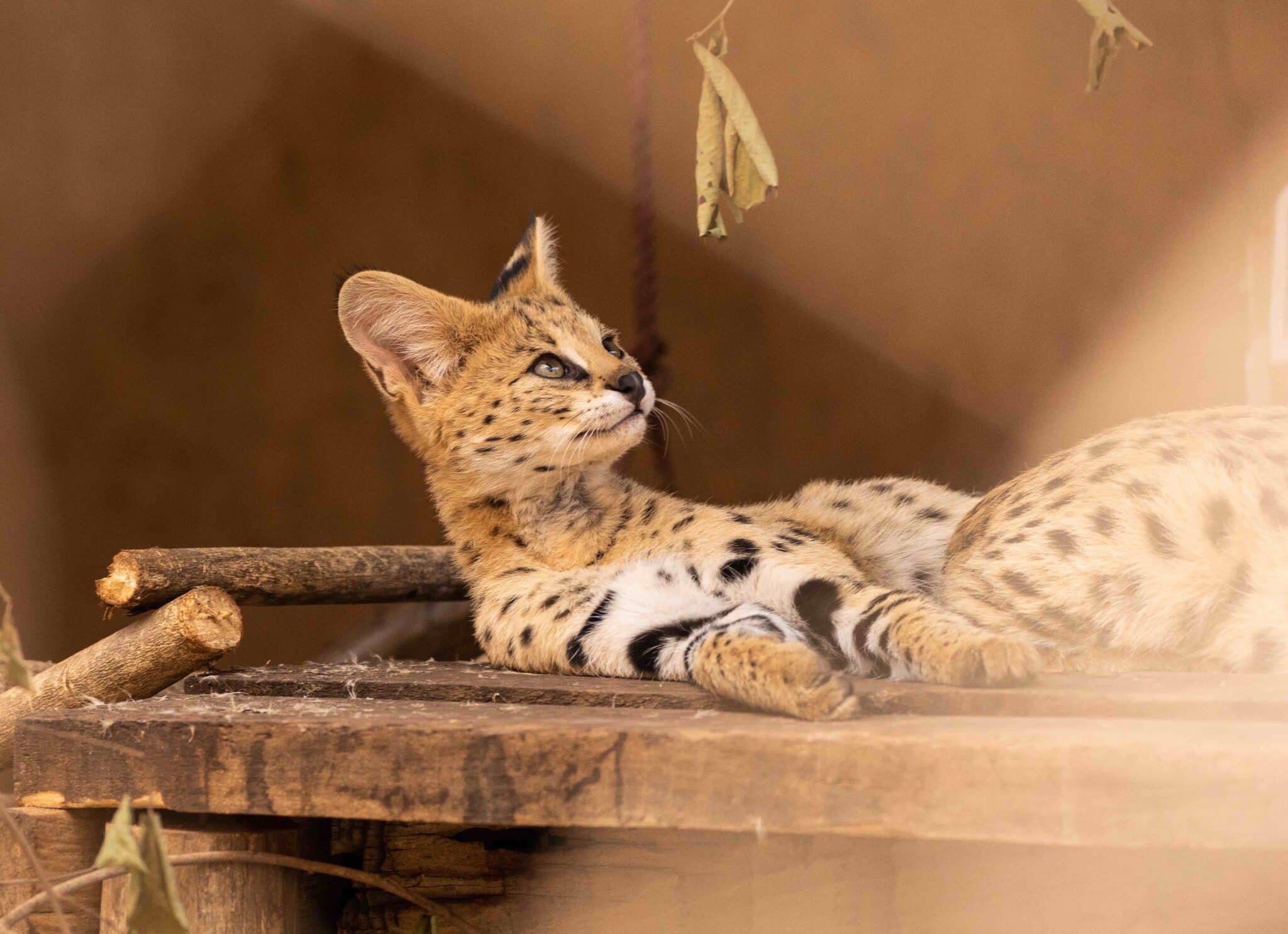 Serval cat