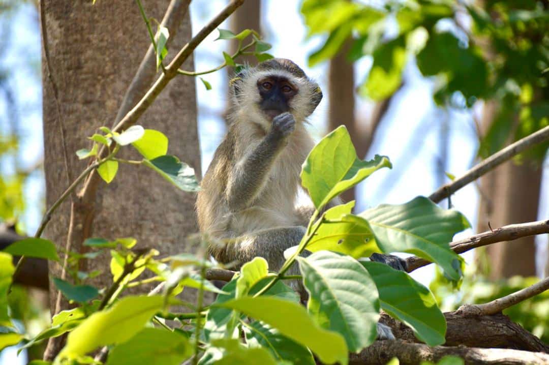 Vervet monkey