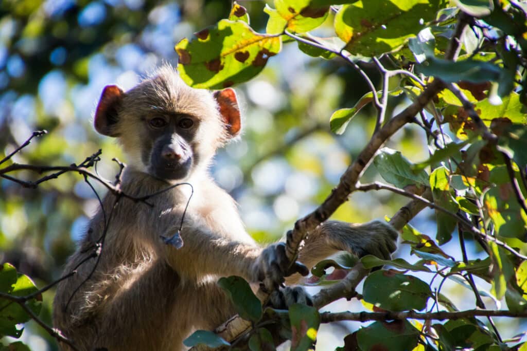 Yellow baboon