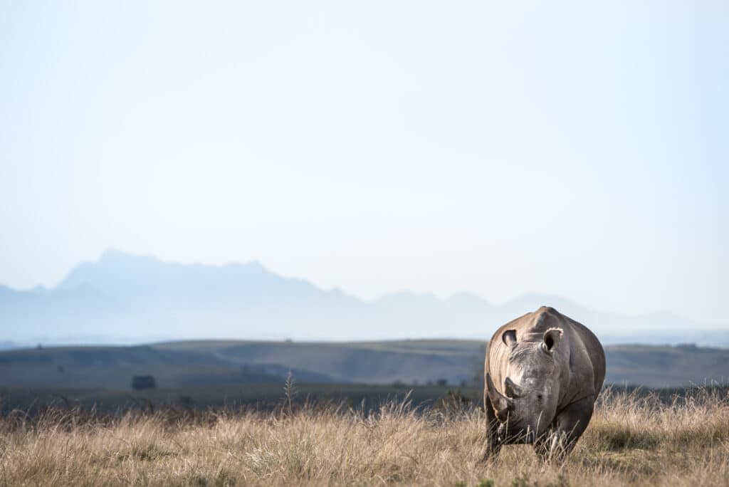 Recherche et conservation Afrique du Sud