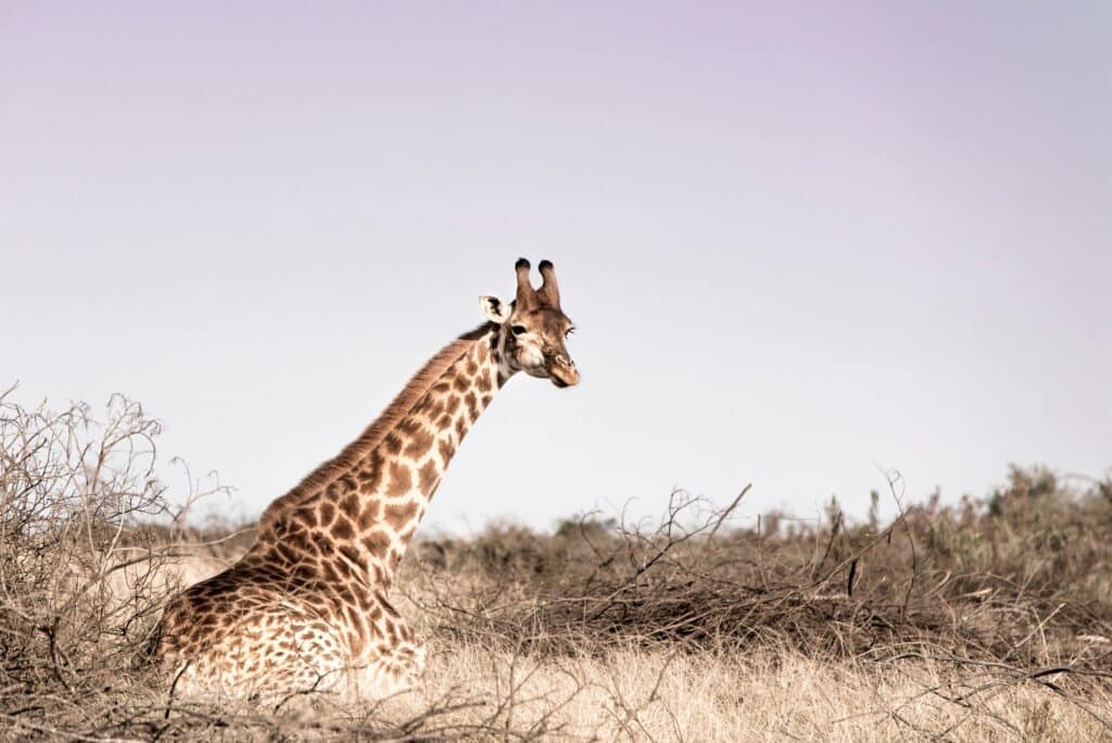 Girafe Afrique du Sud