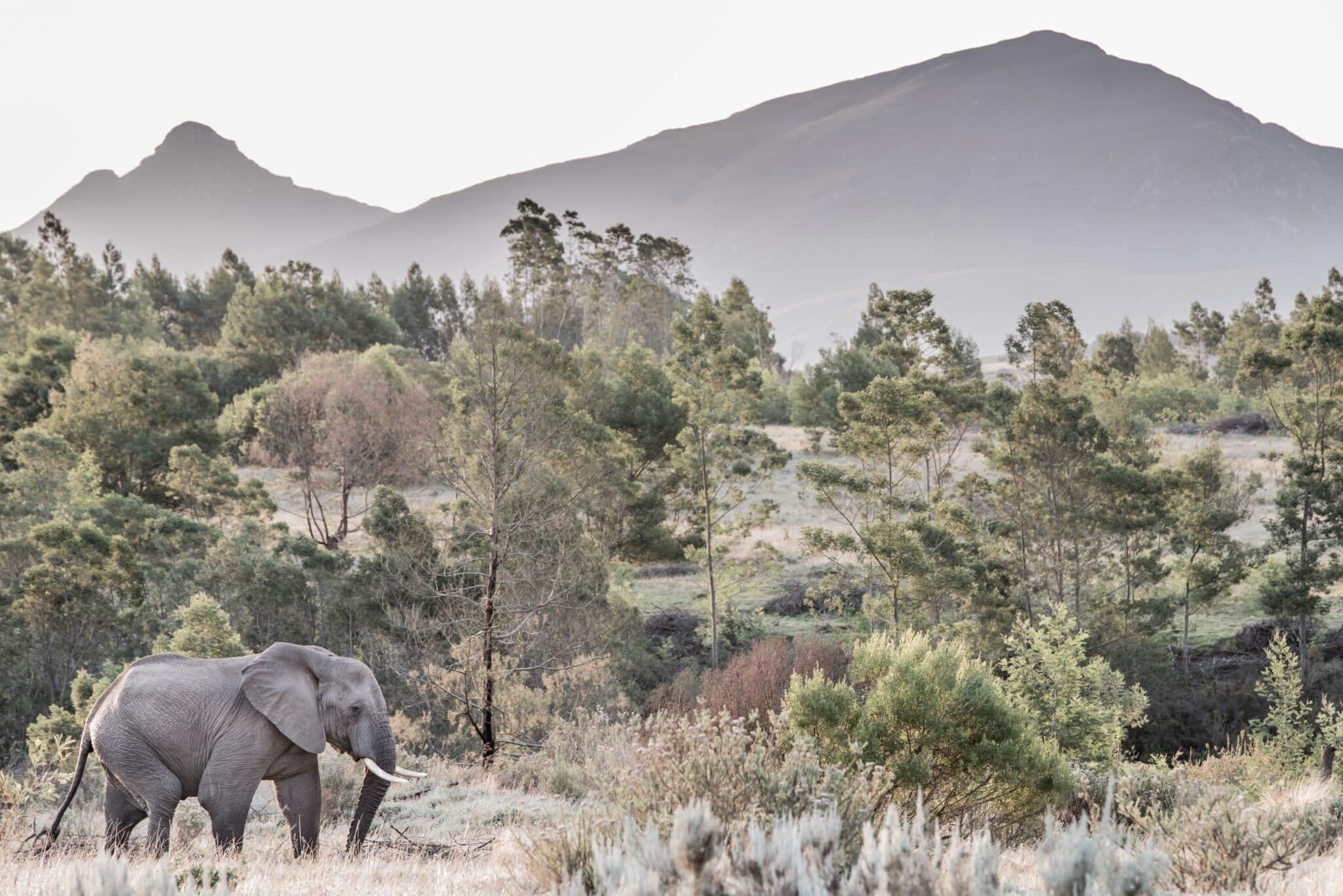 Volontariat Afrique du Sud