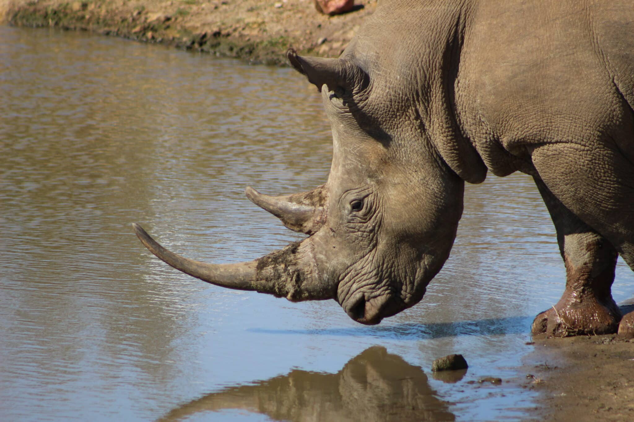 Rhinocéros Afrique du Sud