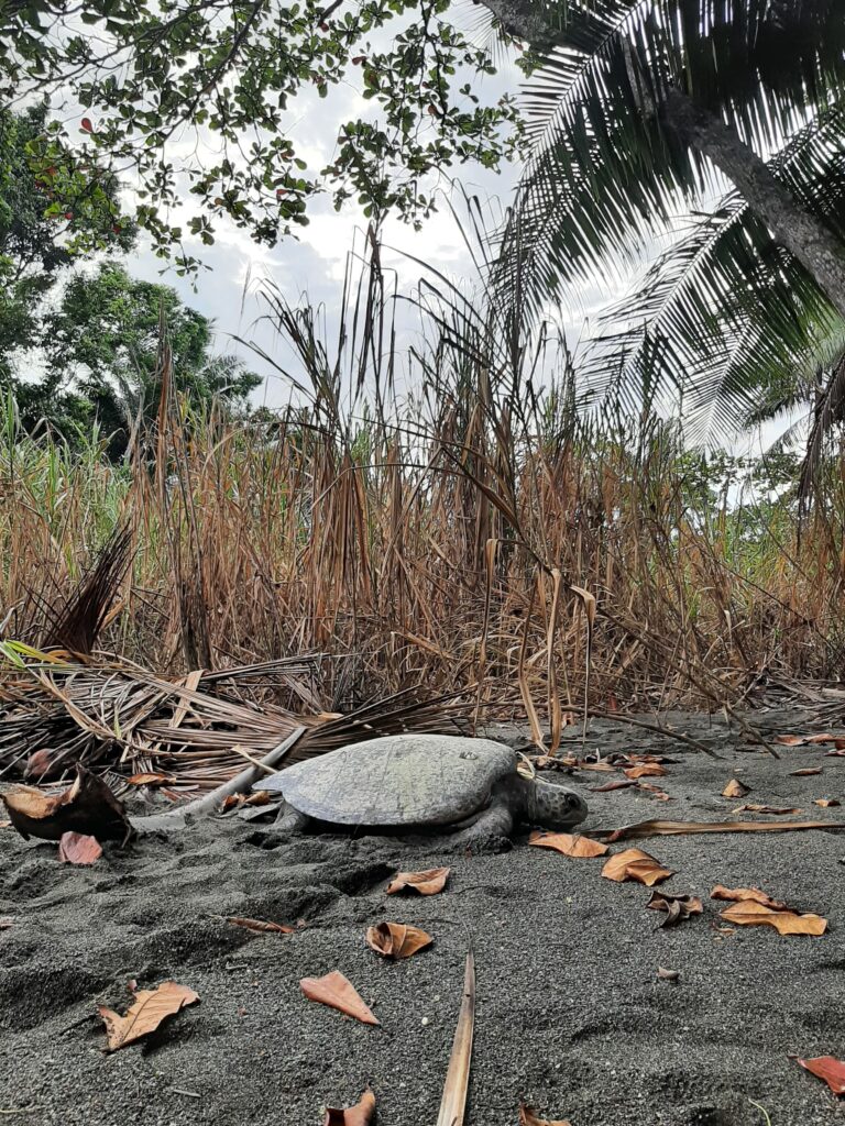 Tortues marines Péninsule d'OSA