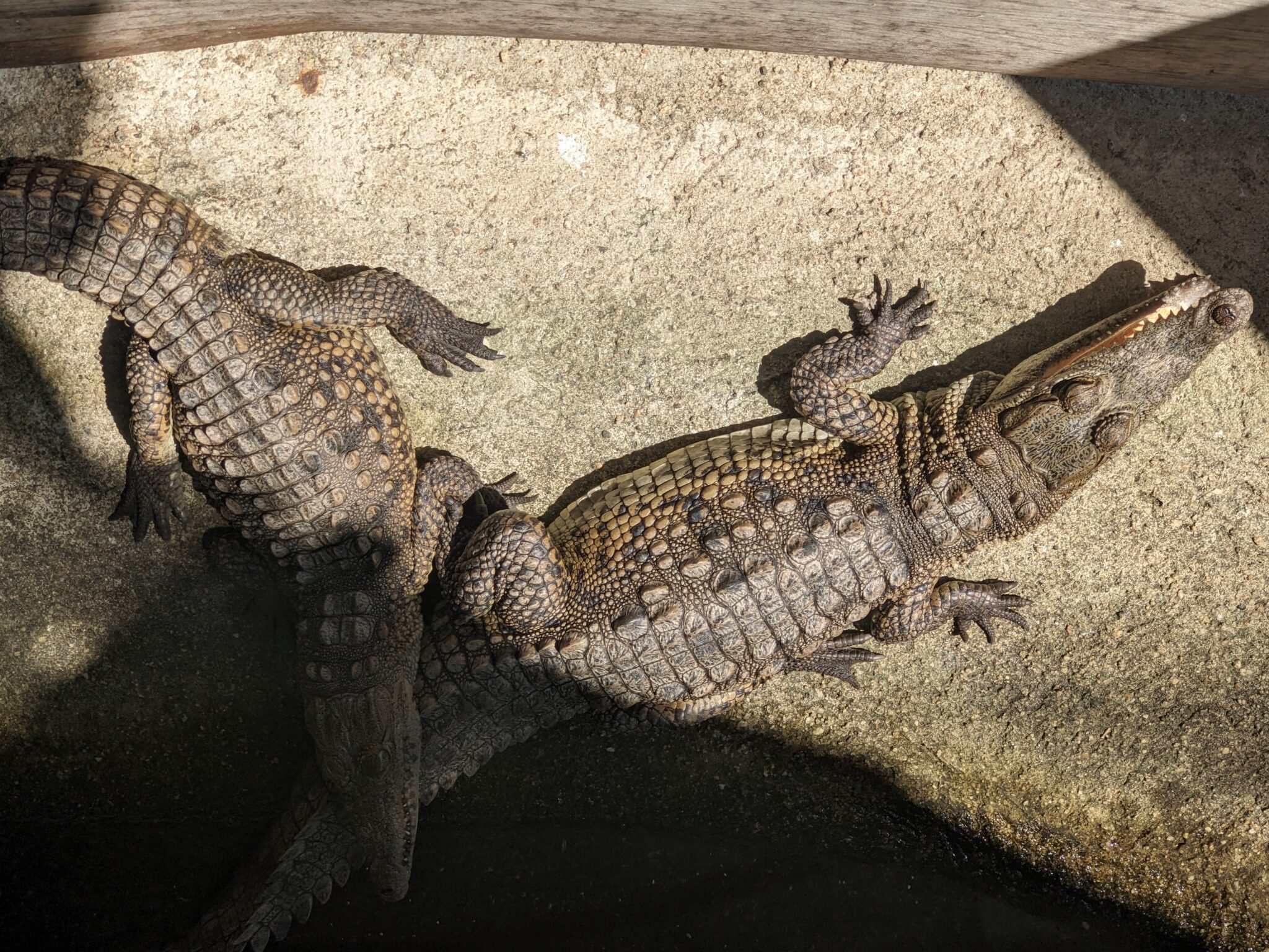 Protection crocodiles Mexique