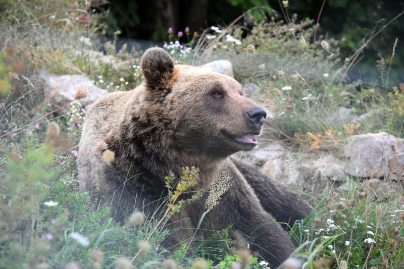 Engagez-vous comme volontaire pour protégez l’ours en Croatie