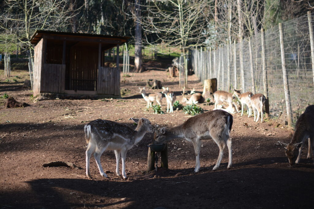 Voyage solidaire dans un parc biologique au Portugal