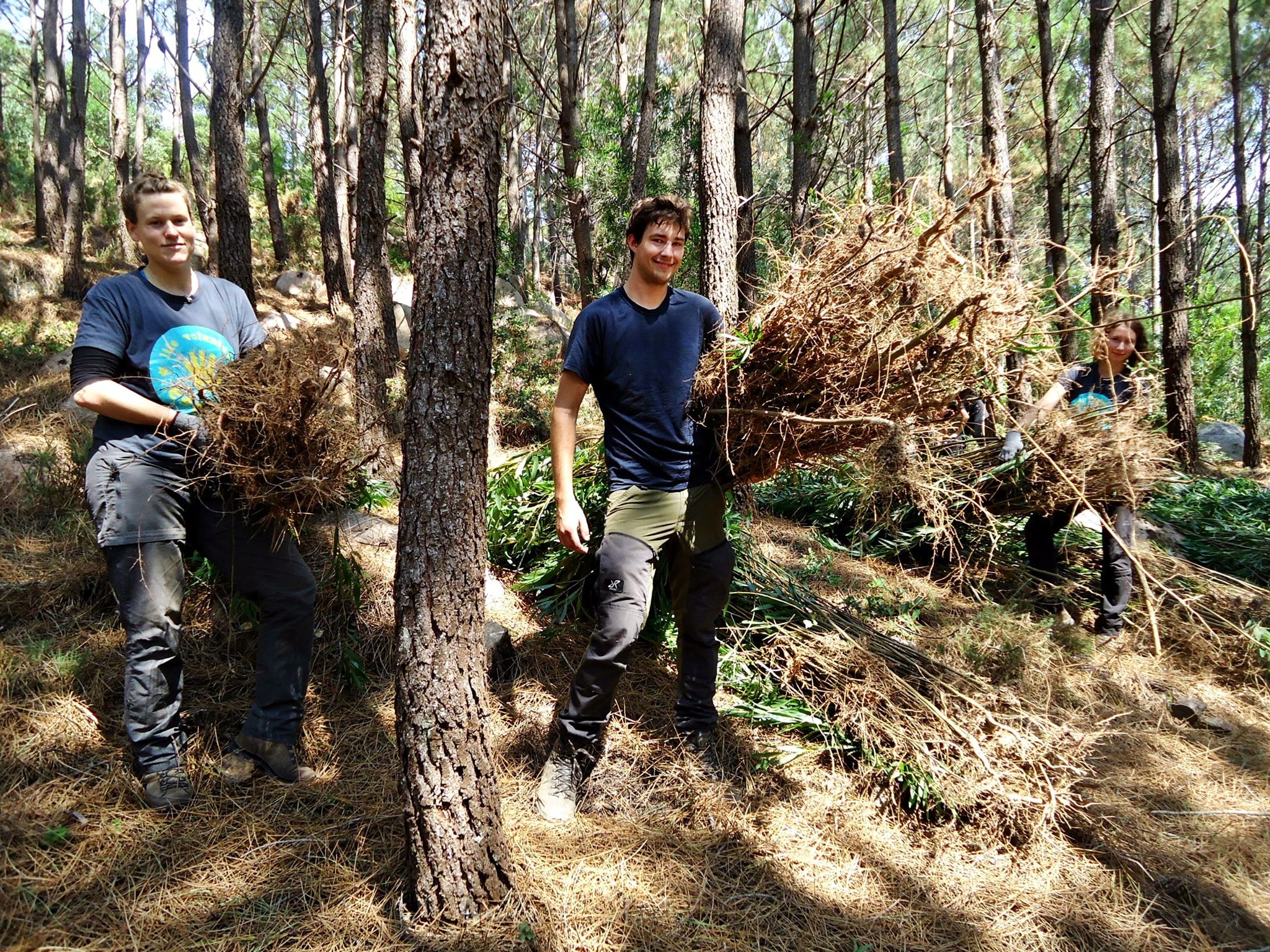 Volontariat pour les forêts