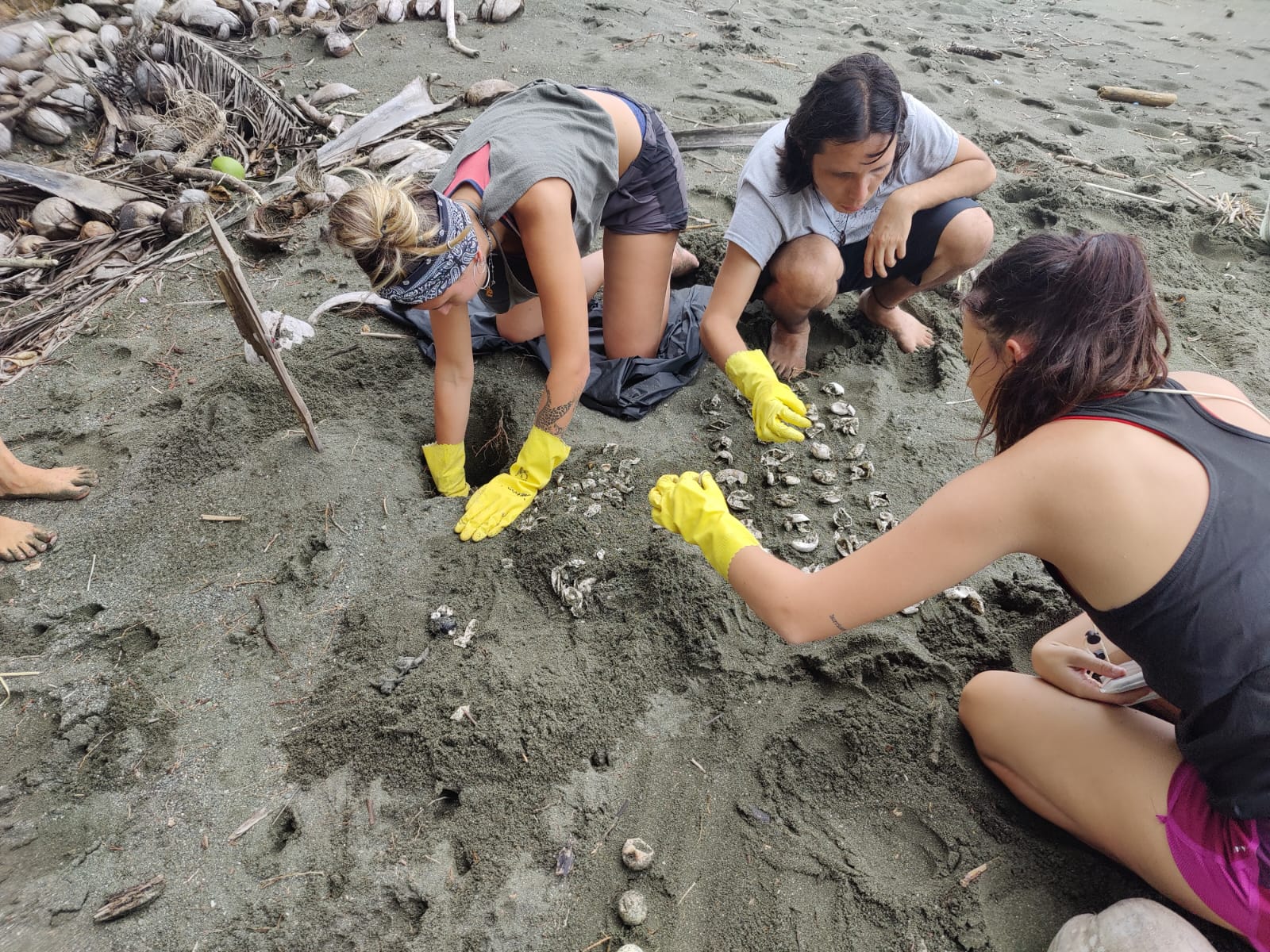 Etude des tortues marines au Costa Rica, sur la péninsule d’OSA