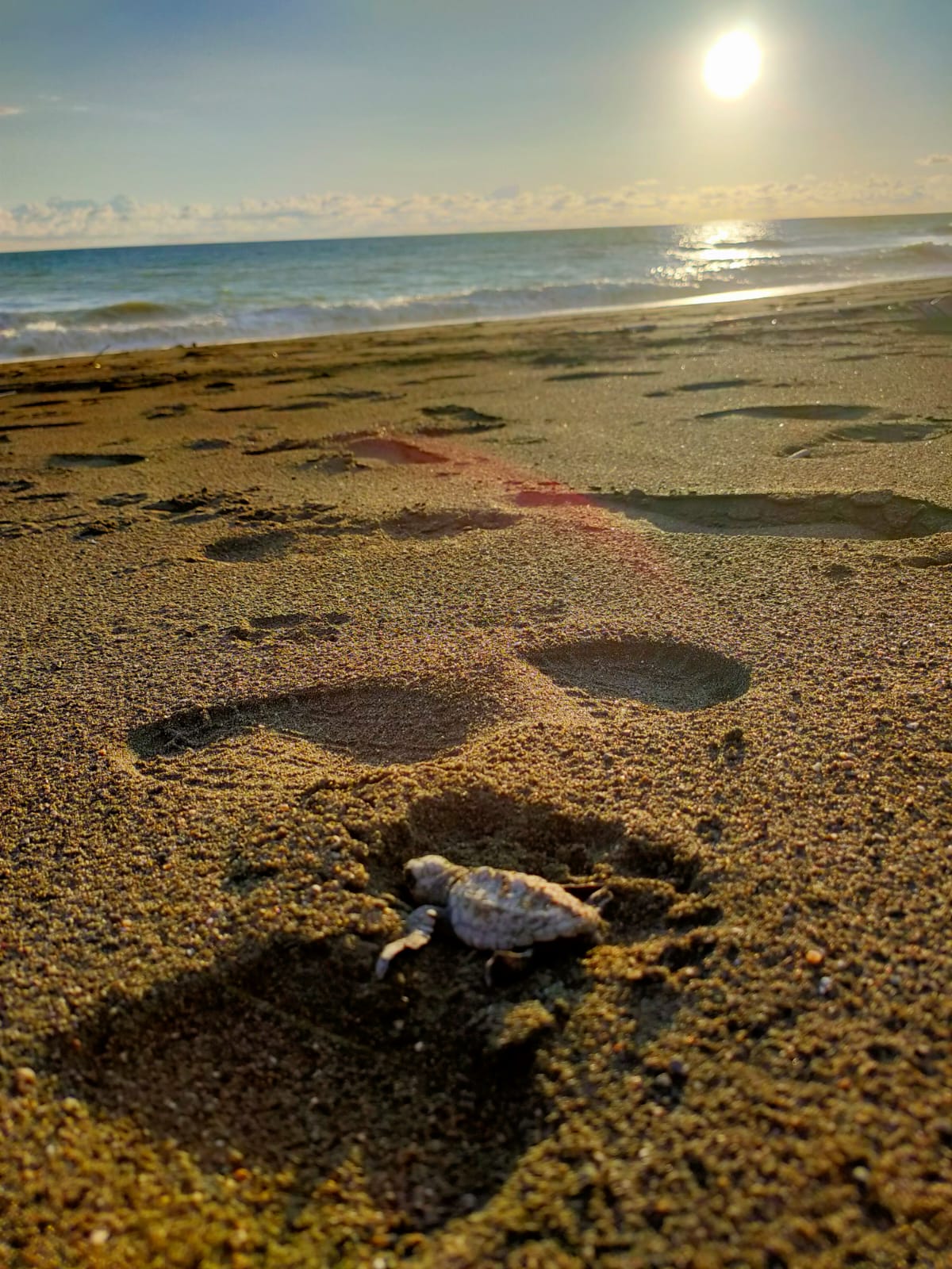 Bébé tortue rejoint la mer