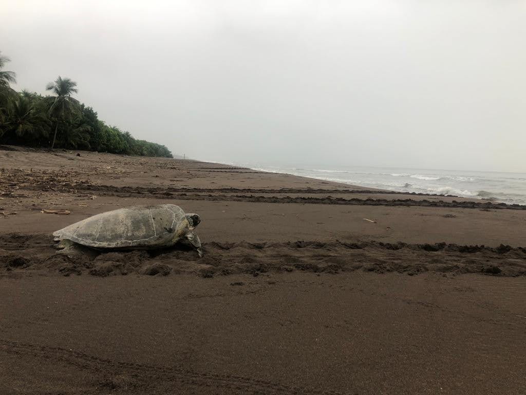 On dénombre près de 4000 nids de tortues par an sur ces plages