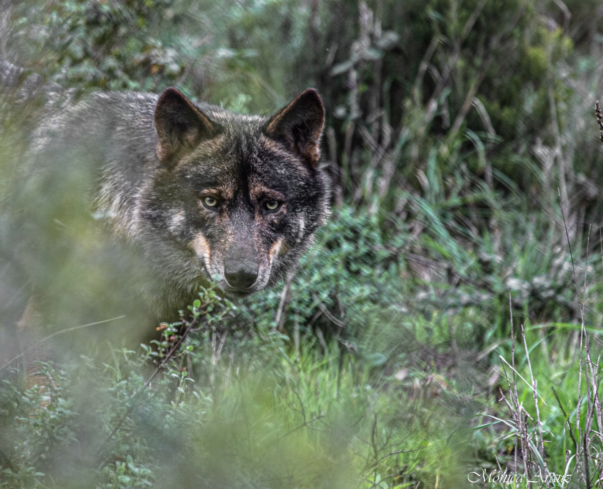 Protégez le loup ibérique au Portugal