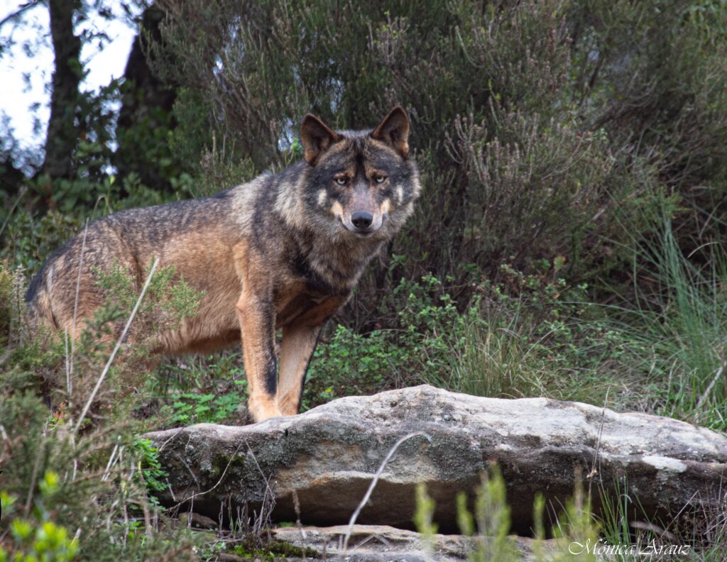 Loup ibérique