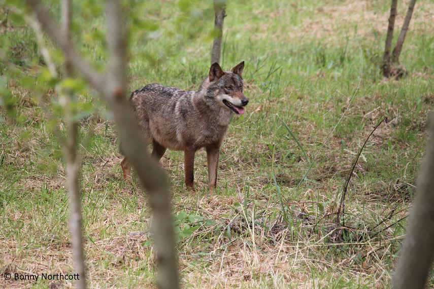 Canis lupus signatus.