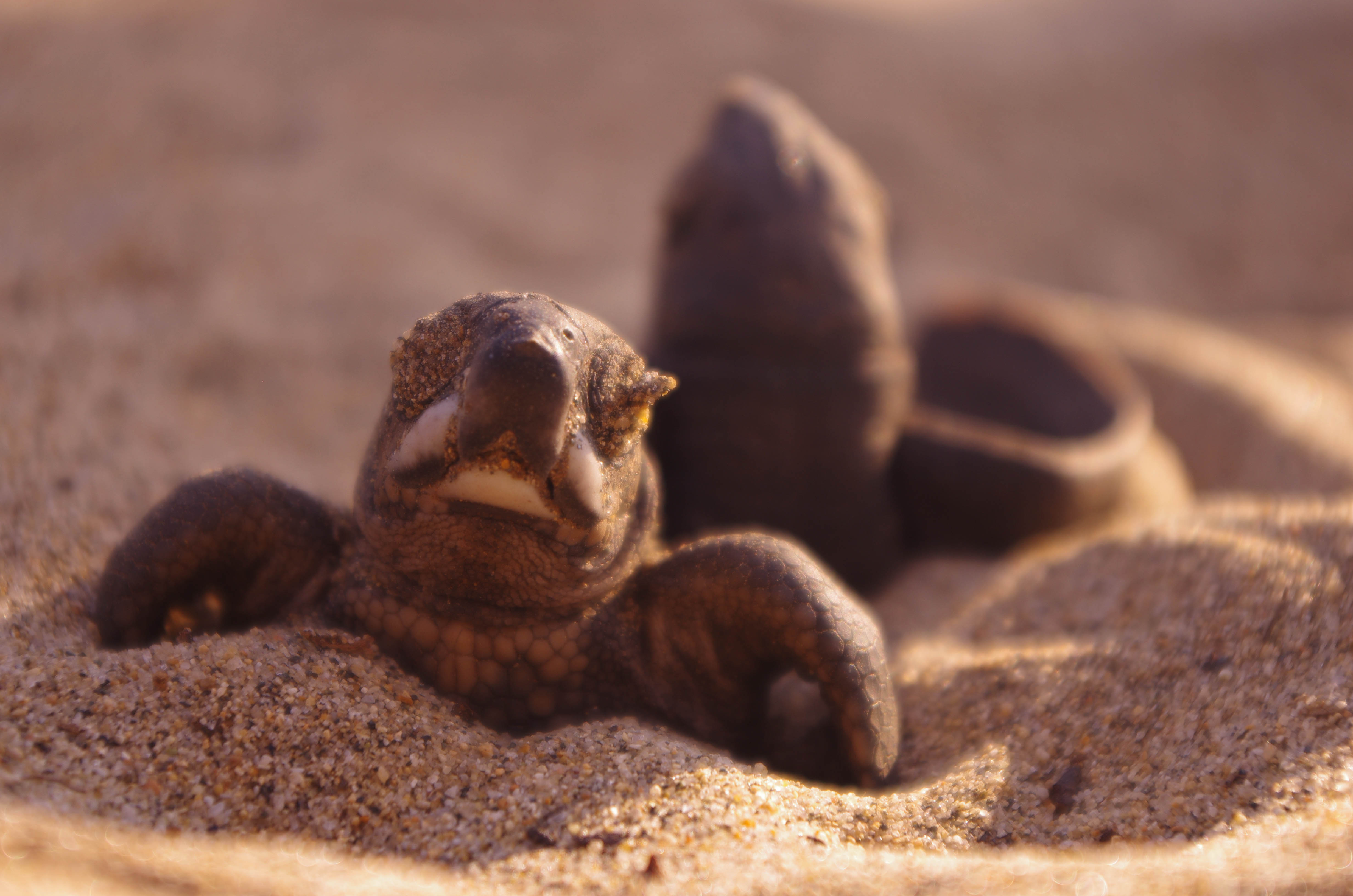 Protégez les tortues marines et les crocodiles au Mexique.