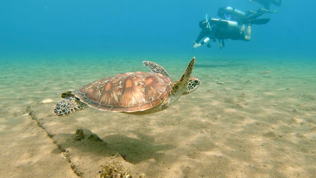 Volontaire tortue marine en plongée