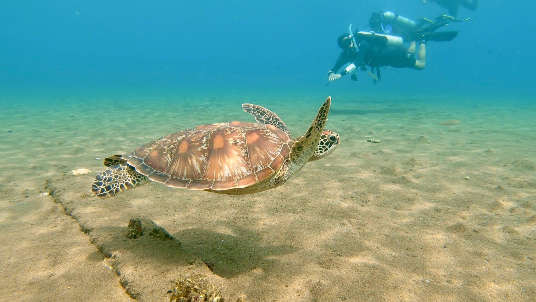 Volontaire tortue marine en plongée