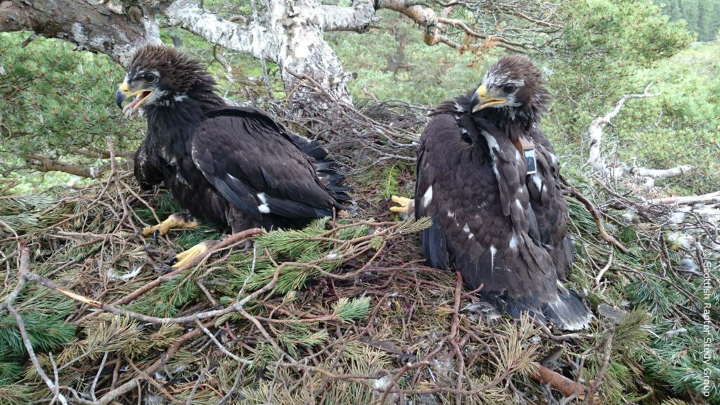 Protégez la flore et la faune des Highlands écossais