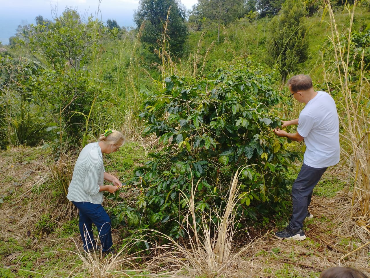 Ecovolontaire dans une ferme à Sumatra