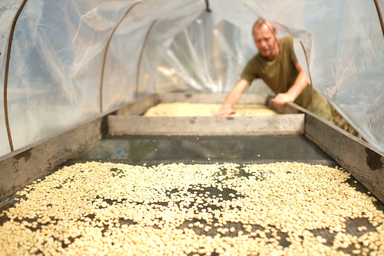 La ferme cultive du café biologique