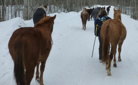 L'hiver au Canada centre de secours chevaux Alberta