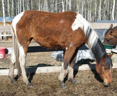 Volontaire Canada secours chevaux