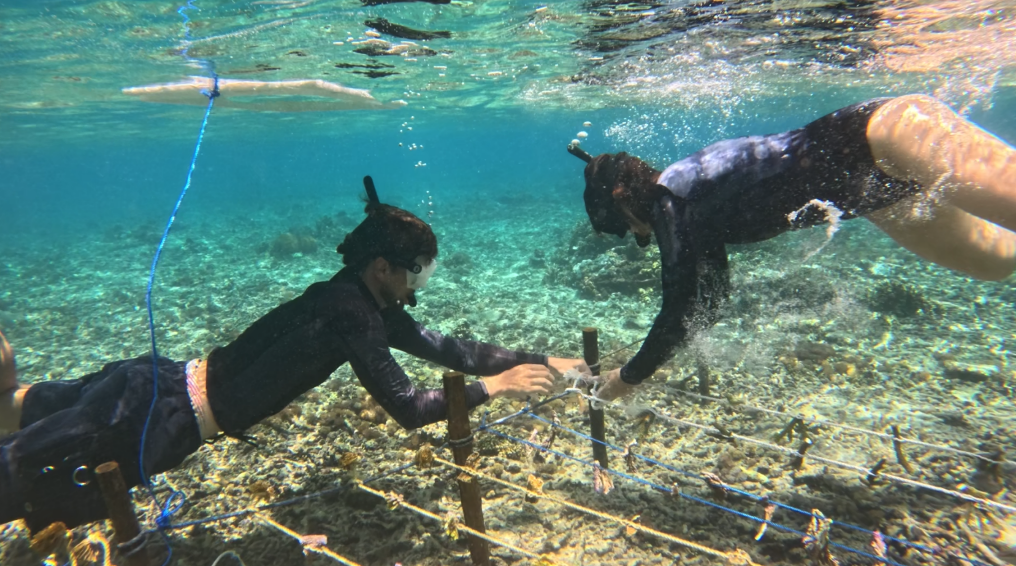 Le travail consiste à attacher les boutures de corail sous l'eau