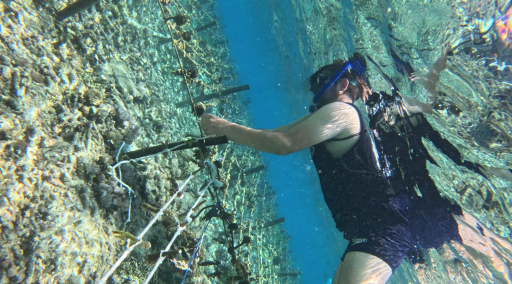 les jardiniers du corail