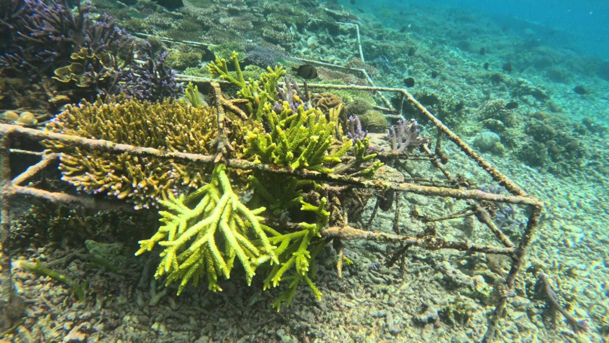 Structure de corail artificielle pour la restauration du récif à Nusa Penida