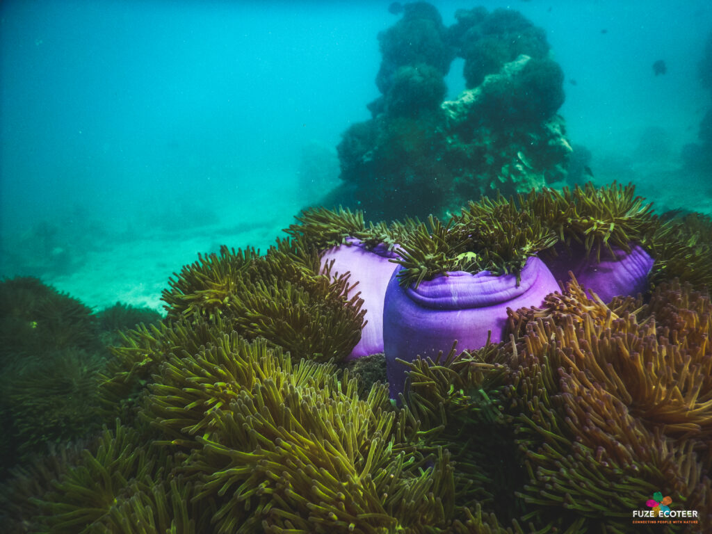 La Malaisie appartient au triangle de corail.