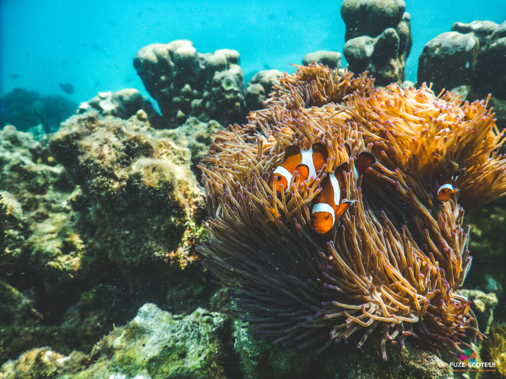 Vous serez formé à la restauration du corail