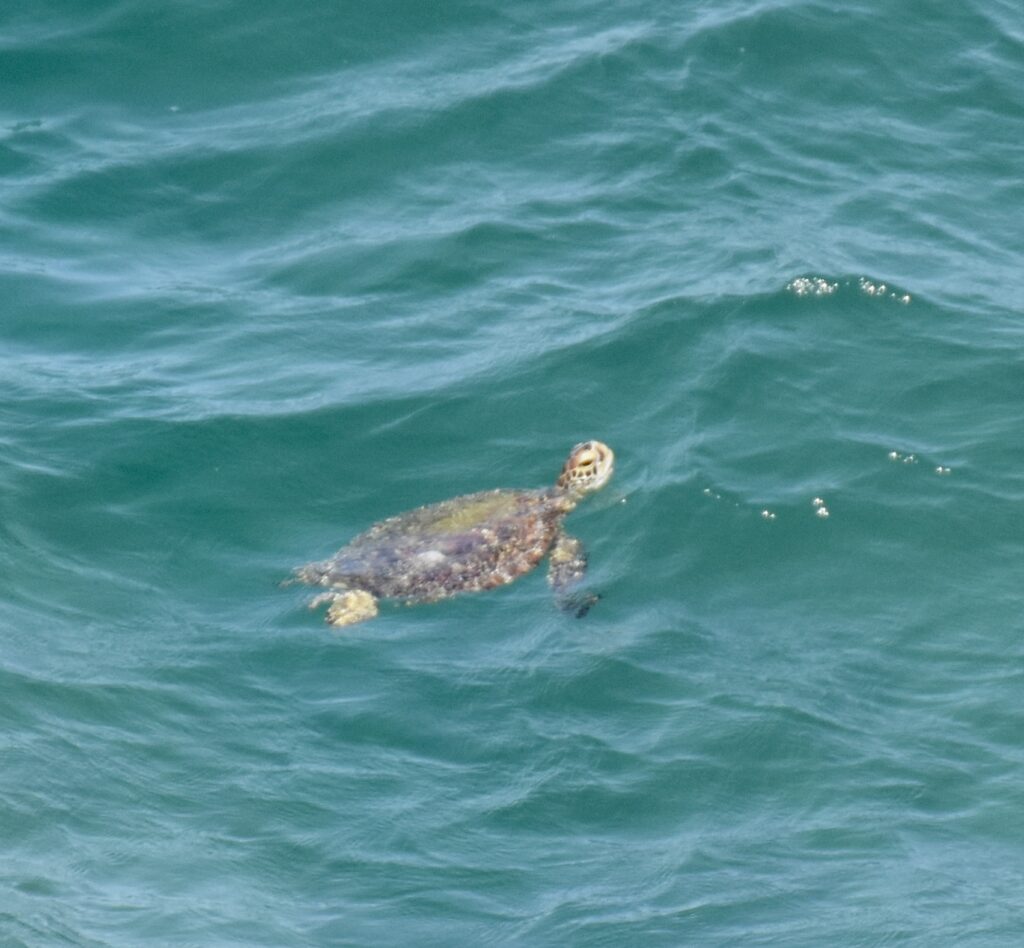 le nombre de tortues a considérablement diminué au fil des ans,