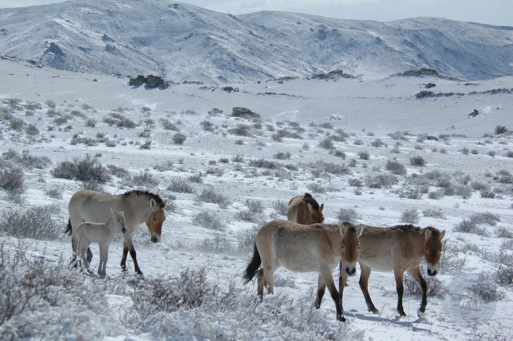 cheval de Przewalski en Mongolie