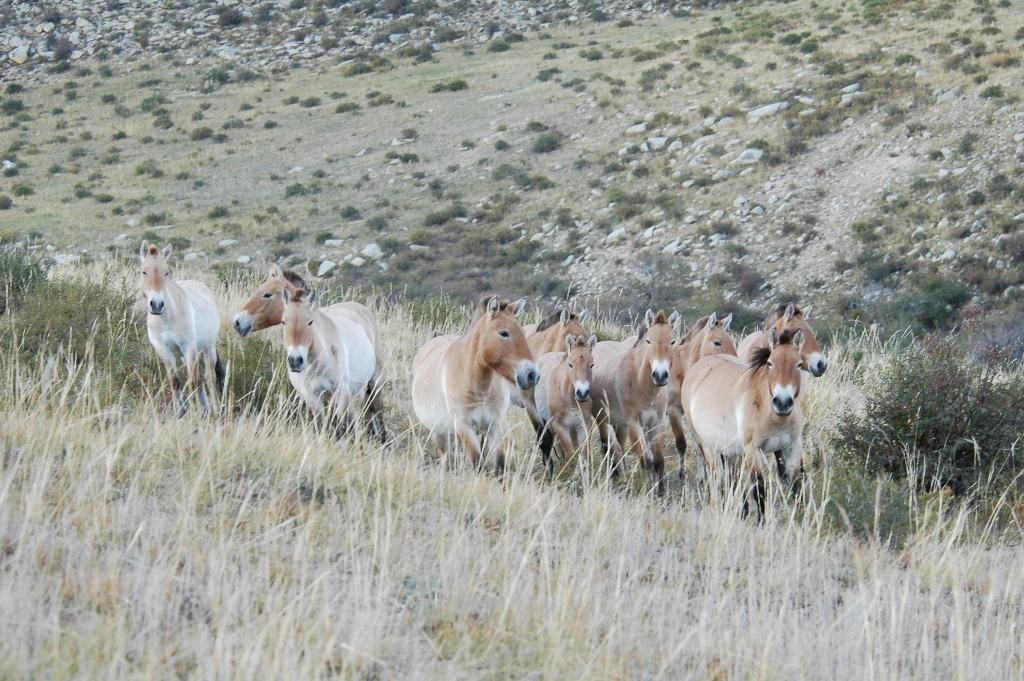 voyage solidaire cheval de Przelwaski