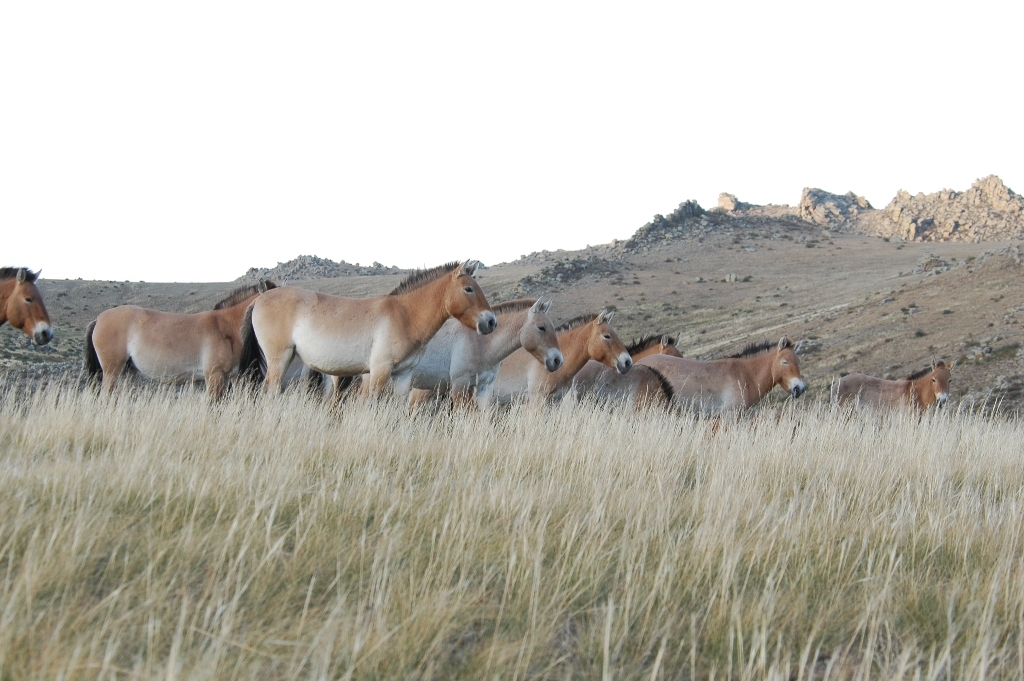 Les derniers chevaux sauvages