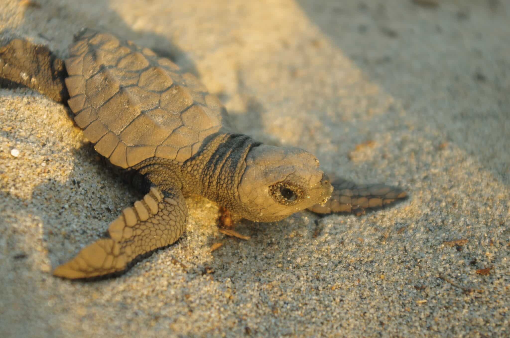 Vous relâcherez les bébés tortues vers la mer