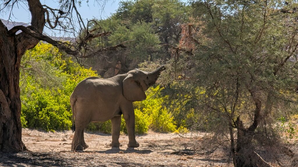 Les éléphants et les humains sont en compétition pour l'approvisionnement en eau dans certaines régions de Namibie