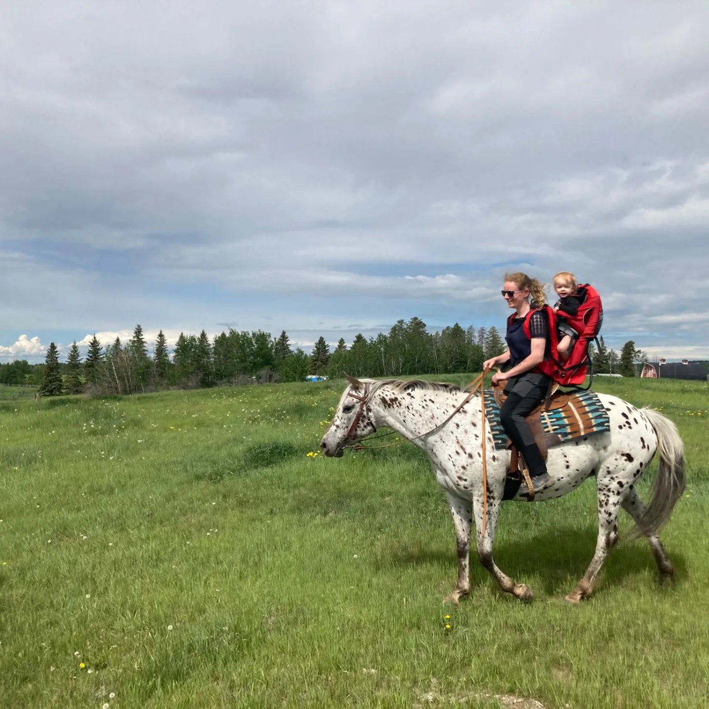 Vous ferez faire de l'exercice aux chevaux