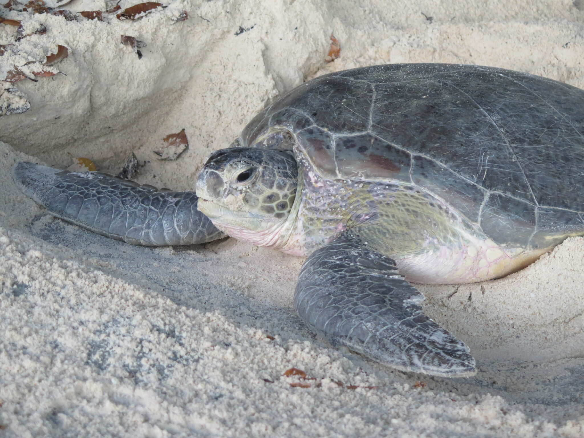 Protégez les tortues marines en Malaisie