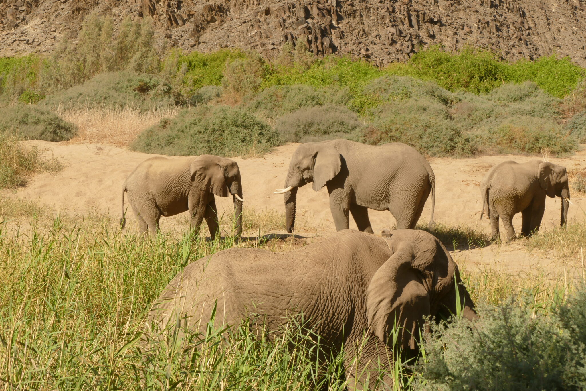 éléphants adaptés au désert en Namibie