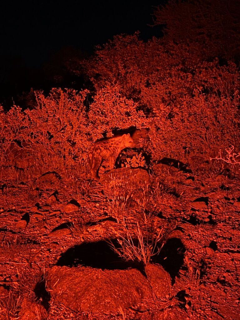 Les hyènes la nuit en Tanzanie