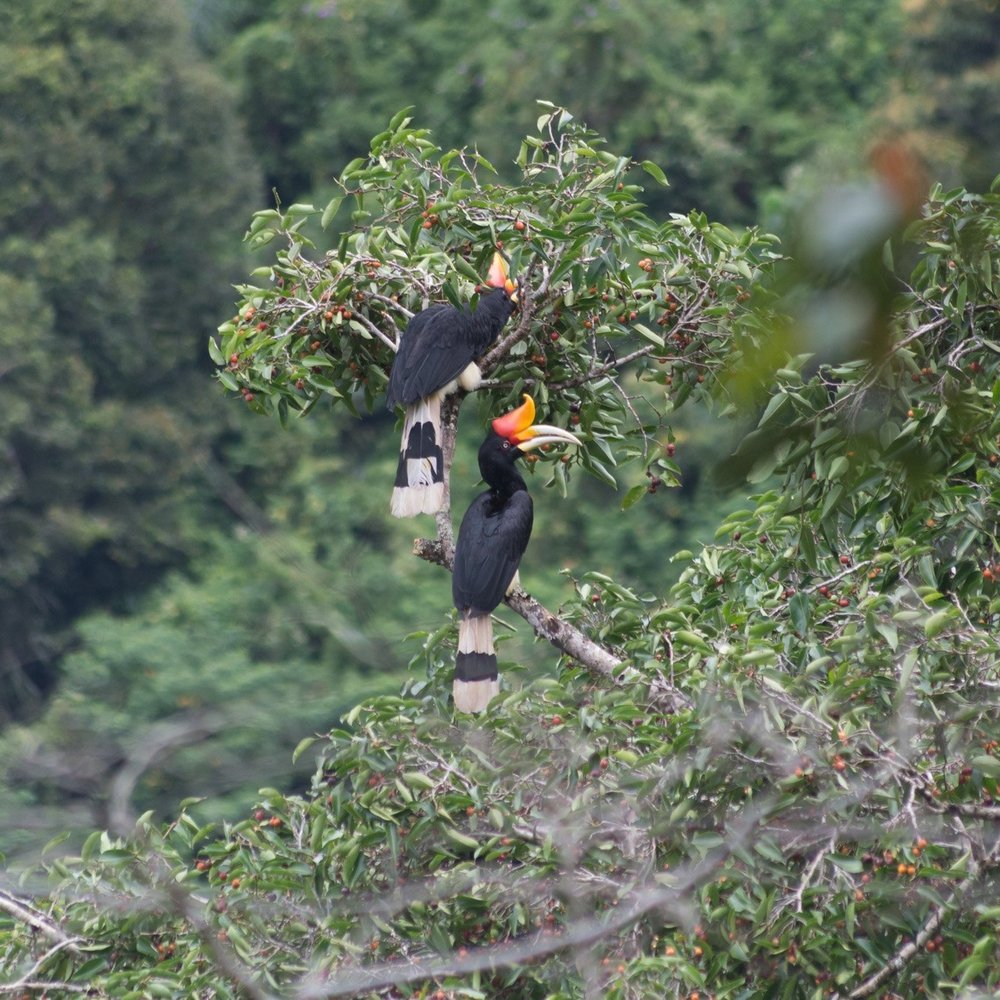 Sumatra abrite une biodiversité extraordinaire