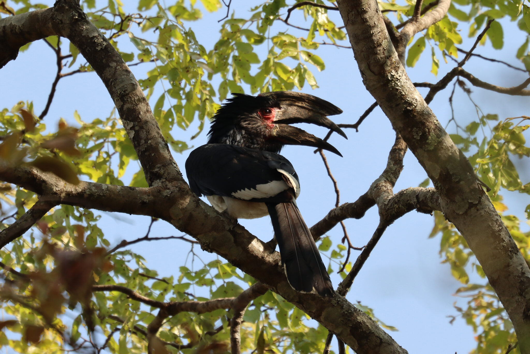 Observez la riche biodiversité aviaire de la région.