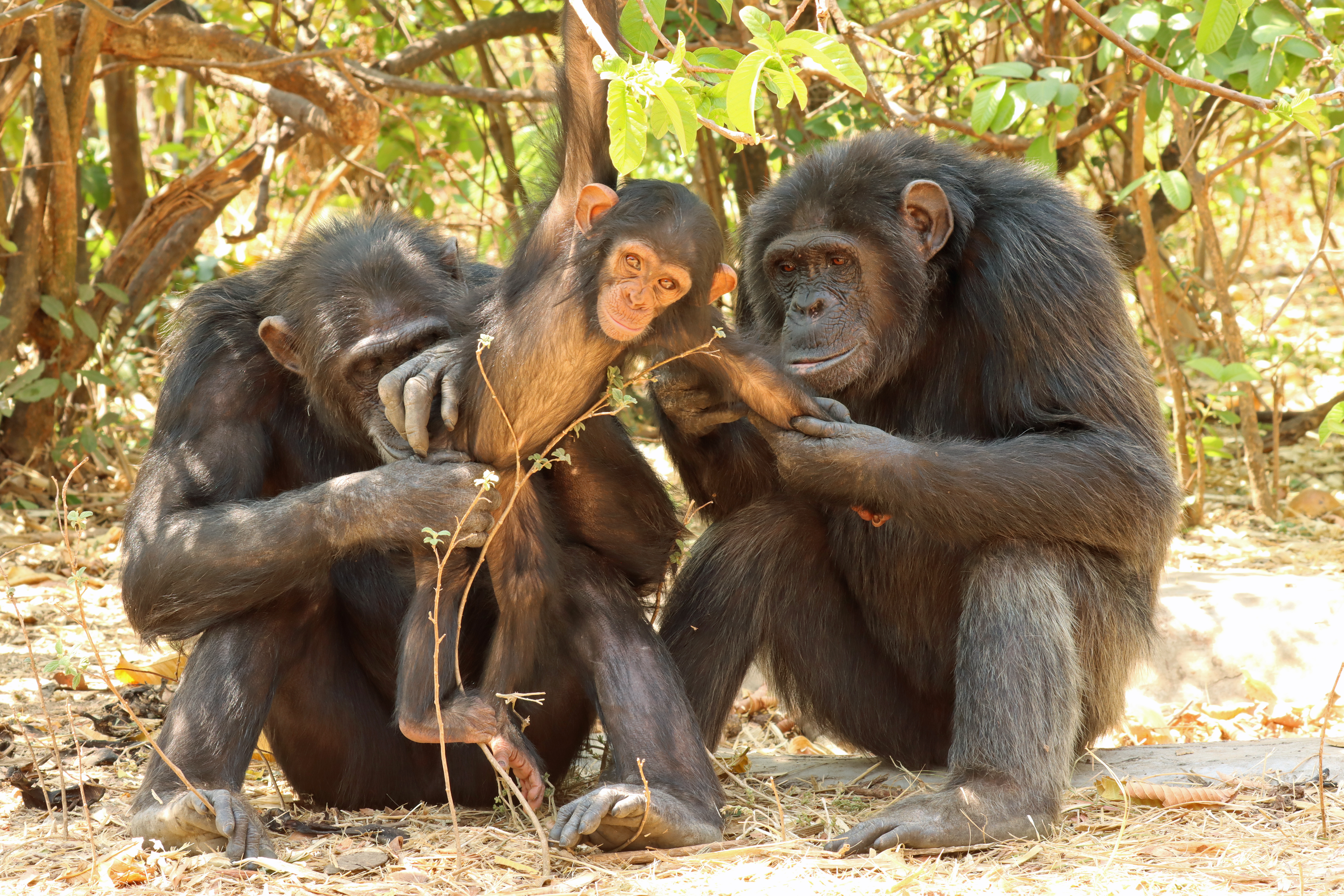 Le plus ancien sanctuaire de chimpanzés au monde