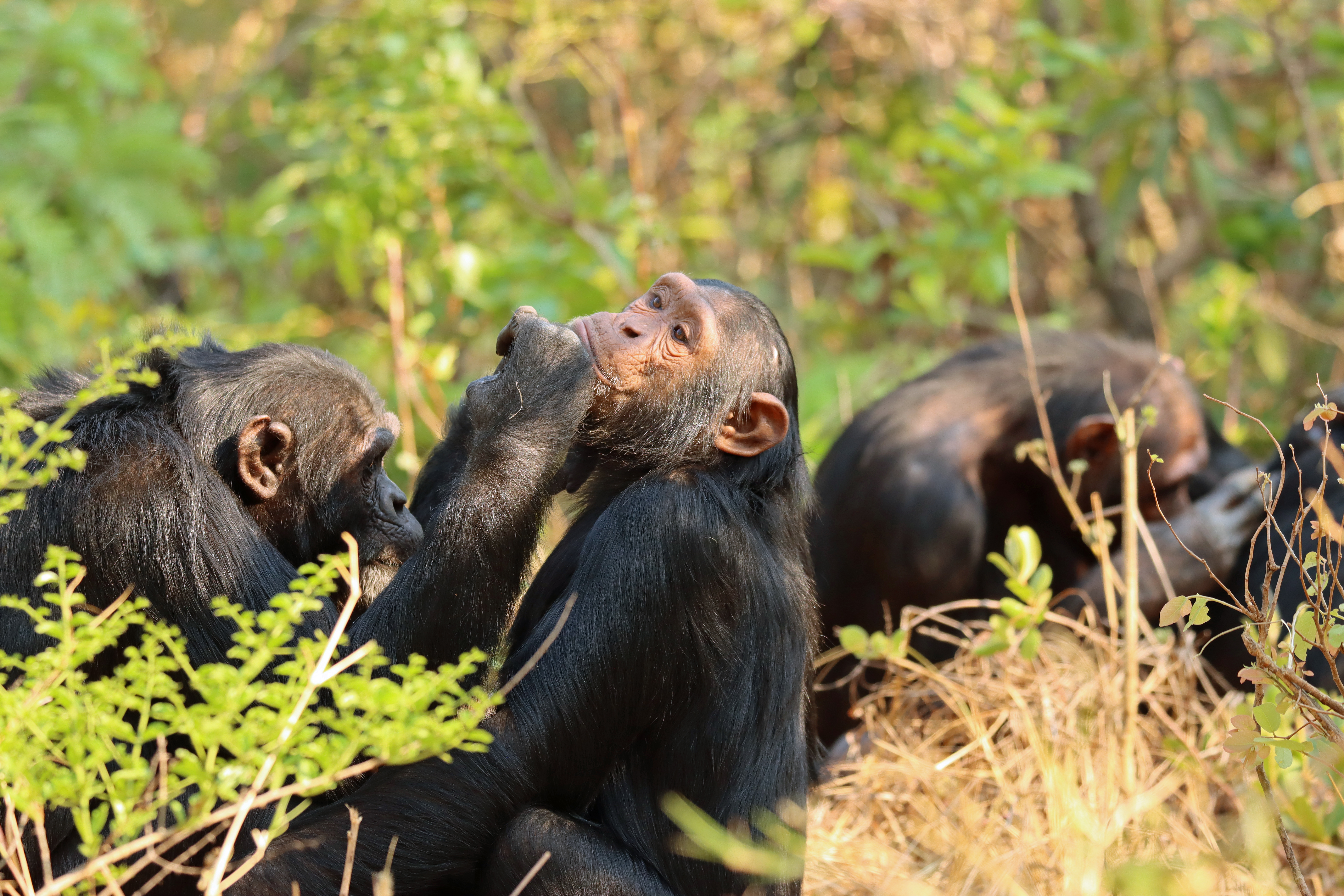 Protégez les chimpanzés dans un sanctuaire en Zambie